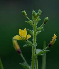 Cleome viscosa the Asian spiderflower is an annual herb that grows up to a meter high. It belongs to the family Cleomaceae