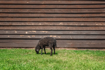 a black lamb is eating green grass on a farm in front of a wooden building. close-up