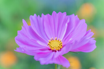 Obraz premium beautiful pink cosmea flower on a green background. selective focus