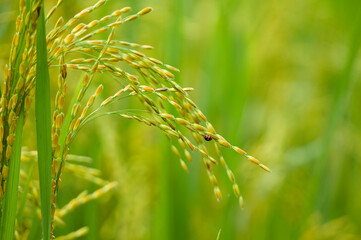 Superior varieties of rice grains with soft and delicious rice quality