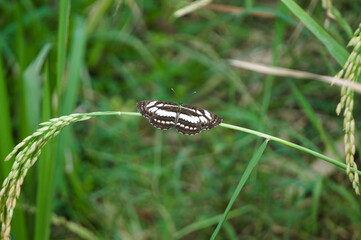 Butterflies with attractive patterns are yellow and brown. An elosystem from nature to mark the changing of the seasons