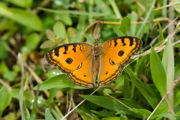 Butterflies with attractive patterns are yellow and brown. An elosystem from nature to mark the changing of the seasons