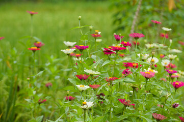 Common zinnia, one of the flowers that is easy to grow in tropical climates. Naturally colorful flowers