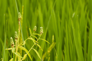 Wild plants growing among the rice plants. Very annoying if not controlled.