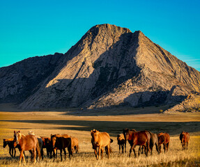 A herd of horses grazes on a field on sunny day.