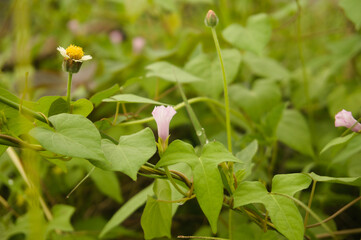 Wild plants growing among the rice plants. Very annoying if not controlled.