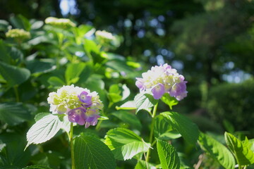紫陽花