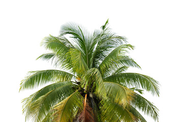 Leaves of coconut isolated on white background.