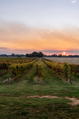 Fototapeta na wymiar sunset over the vines