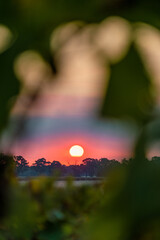 sunset in the middle of vines