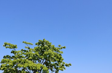 初夏の青空　爽やかな新緑　風景　みかも