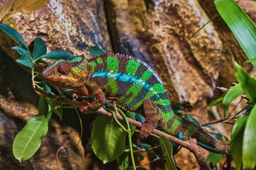 chameleon on a branch