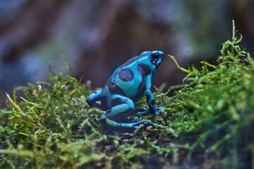 blue poison arrow frog 3