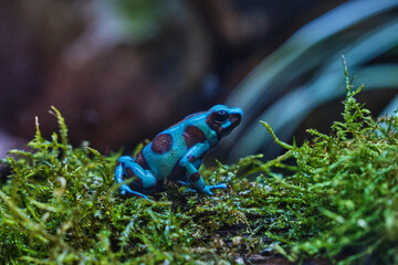 Blue poison arrow frog 1
