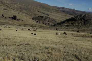 Obraz premium Alpacas, llama, vicuña, animales andinos