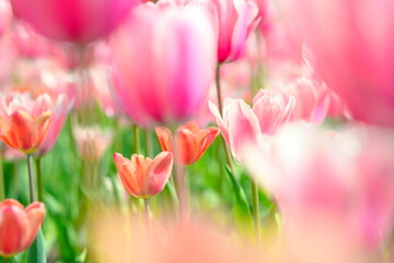 美しいチューリップ畑