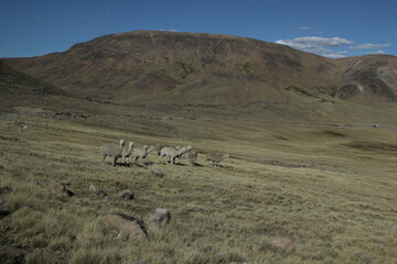 Fototapeta na wymiar Alpacas, llama, vicuña, animales andinos