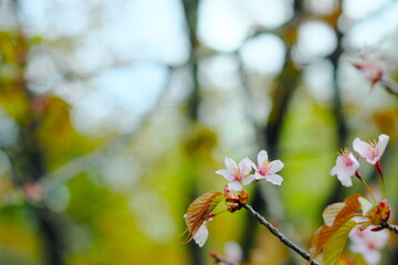 美しく咲く公園の桜