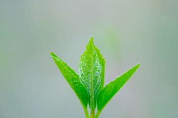 美しい公園の植物