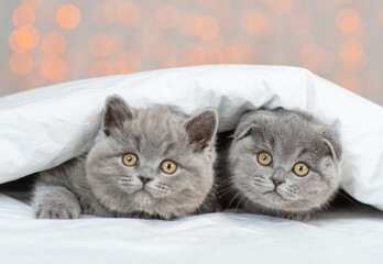 Two little fold kitten lies hugging under a white blanket