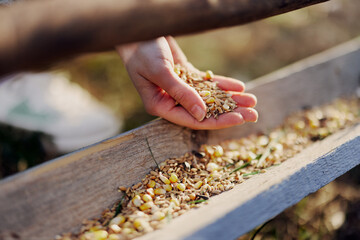 A woman works on a farm and feeds her chickens with healthy food, putting young, organic grass and compound feed into their feeders by hand to feed them © SHOTPRIME STUDIO
