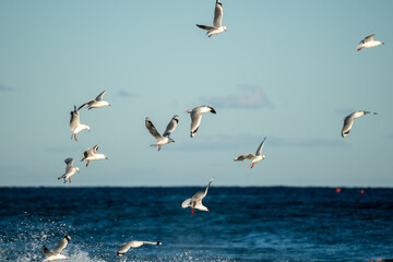 Fototapeta na wymiar seagulls in flight over the sea at sunset