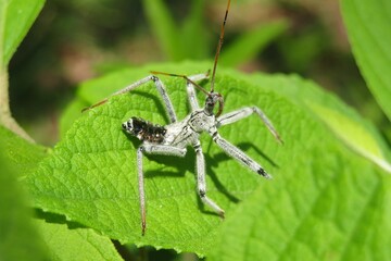 Wheel bug (Arilus cristatus) on green leaf in Florida wild, closeup