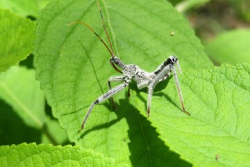Wheel bug (Arilus cristatus) on green leaf in Florida wild, closeup