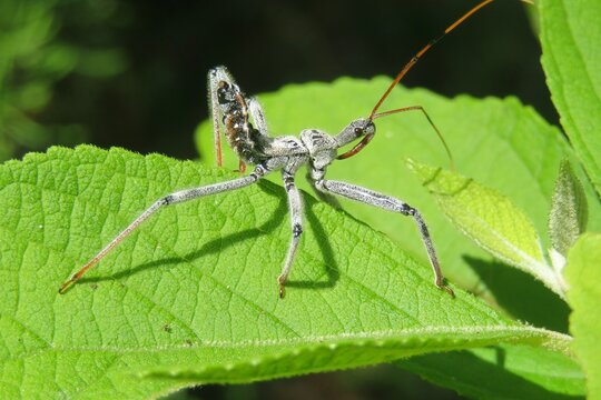 Wheel bug (Arilus cristatus) on green leaves in Florida wild, closeup