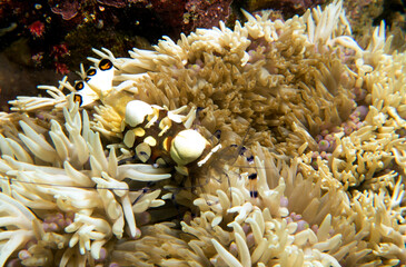 A Clown Anemone shrimp on anemone Boracay Island Philippines