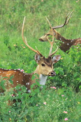 beautiful male chital deer or spotted deer (axis axis) grazing in the grassland of bandipur...