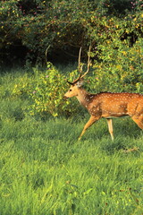beautiful male chital deer or spotted deer (axis axis) grazing in the grassland of bandipur...