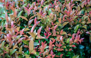 Group of photinia leaves in park