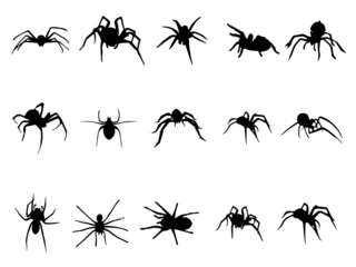 Spider Royalty Free Vector Image. Black Spider Vector. simple spider vector. Black widow spider Vector