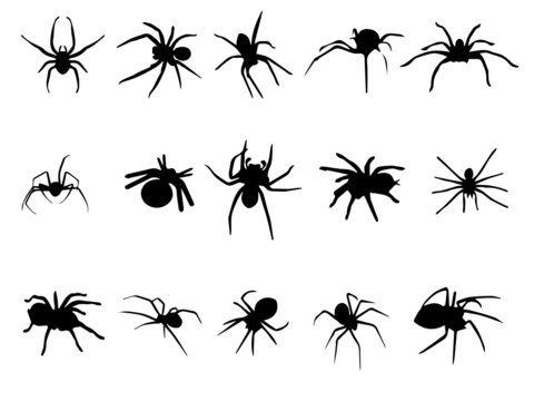 Black Spider Vector. Spider Image Free Vectors. Spider Royalty Free Vector Image. Spider Vector Insect Animal Stock Vector