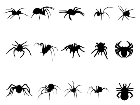simple spider vector. Spider Vector. Spider Image Free Vectors. Black widow spider Vector