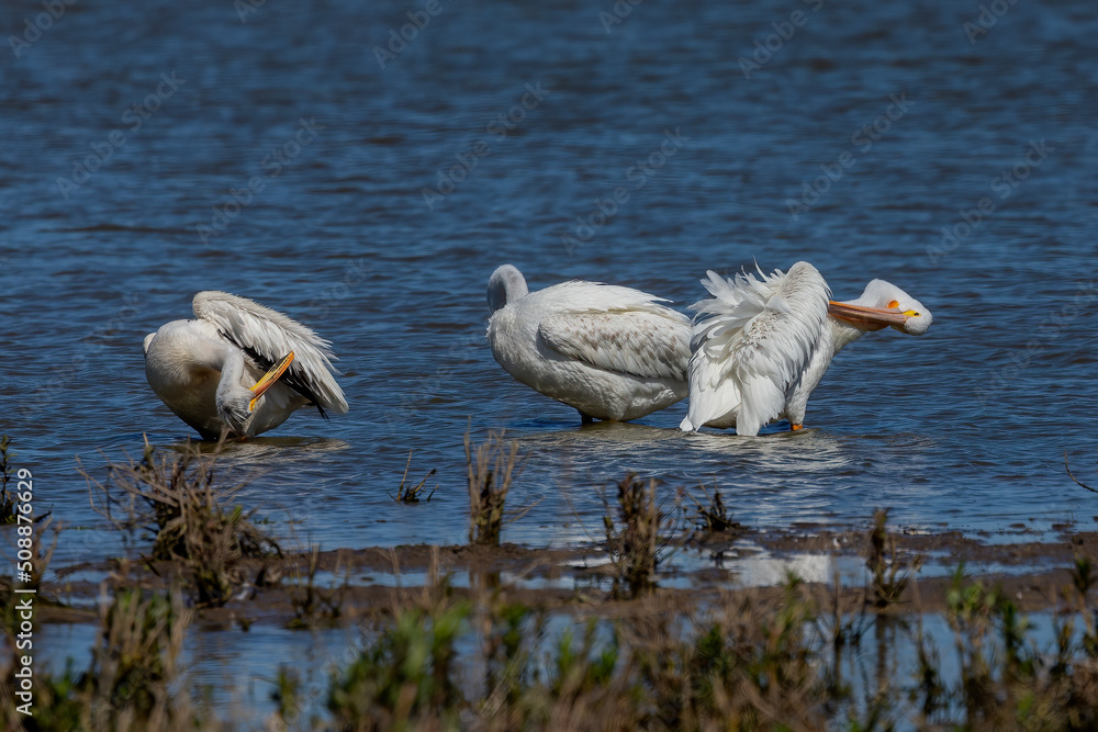 Poster A small flock of American white pelicans on the shores of Lake Michigan