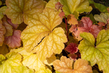 Plants from the Botanical Garden in Sofia Bulgaria