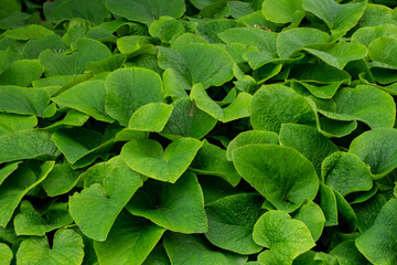 Plants from the Botanical Garden in Sofia Bulgaria