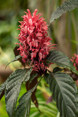 Plants from the Botanical Garden in Sofia Bulgaria