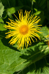 Plants from the Botanical Garden in Sofia Bulgaria