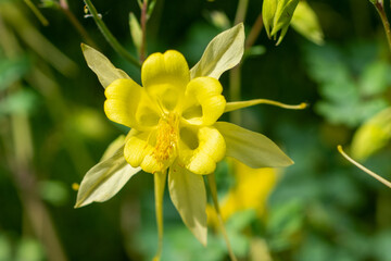 Plants from the Botanical Garden in Sofia Bulgaria