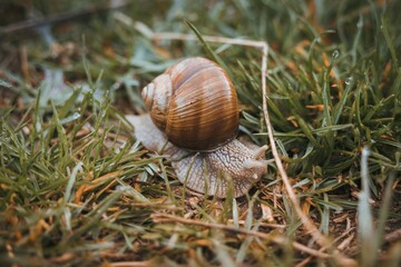 snail in the meadow