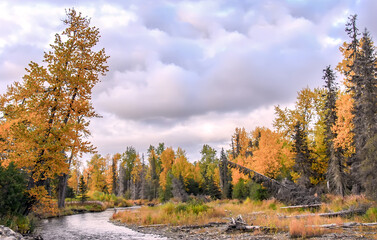 Man Fly Fishing on a wild river in Alaska with Spectacular Fall Colors during Autumn