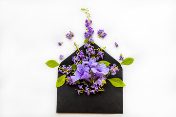 purple flowers in black envelope arrangement flat lay postcard style on background white 