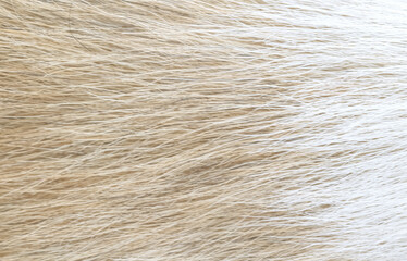 Fur dog texture, animal hair natural patterns on brown white background