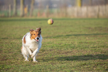 Sheltie focused on tennis ball running in the grass at dog park. Dogs having fun