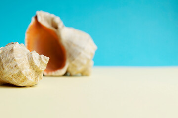 Beautiful rapana shell on the sandy beach. Summer vacation background.