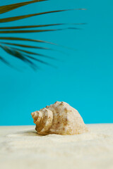 Beautiful rapana shell on the sandy beach. Summer vacation background.