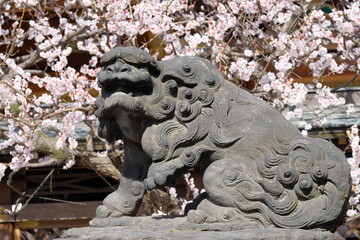 apricot blossom in blooming at Yushima shrine